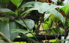 Ornithion brunneicapillus