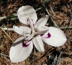Moraea barkerae
