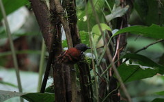 Hylophylax naevioides