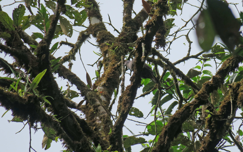 Dusky Pigeon (Patagioenas goodsoni), photo 7