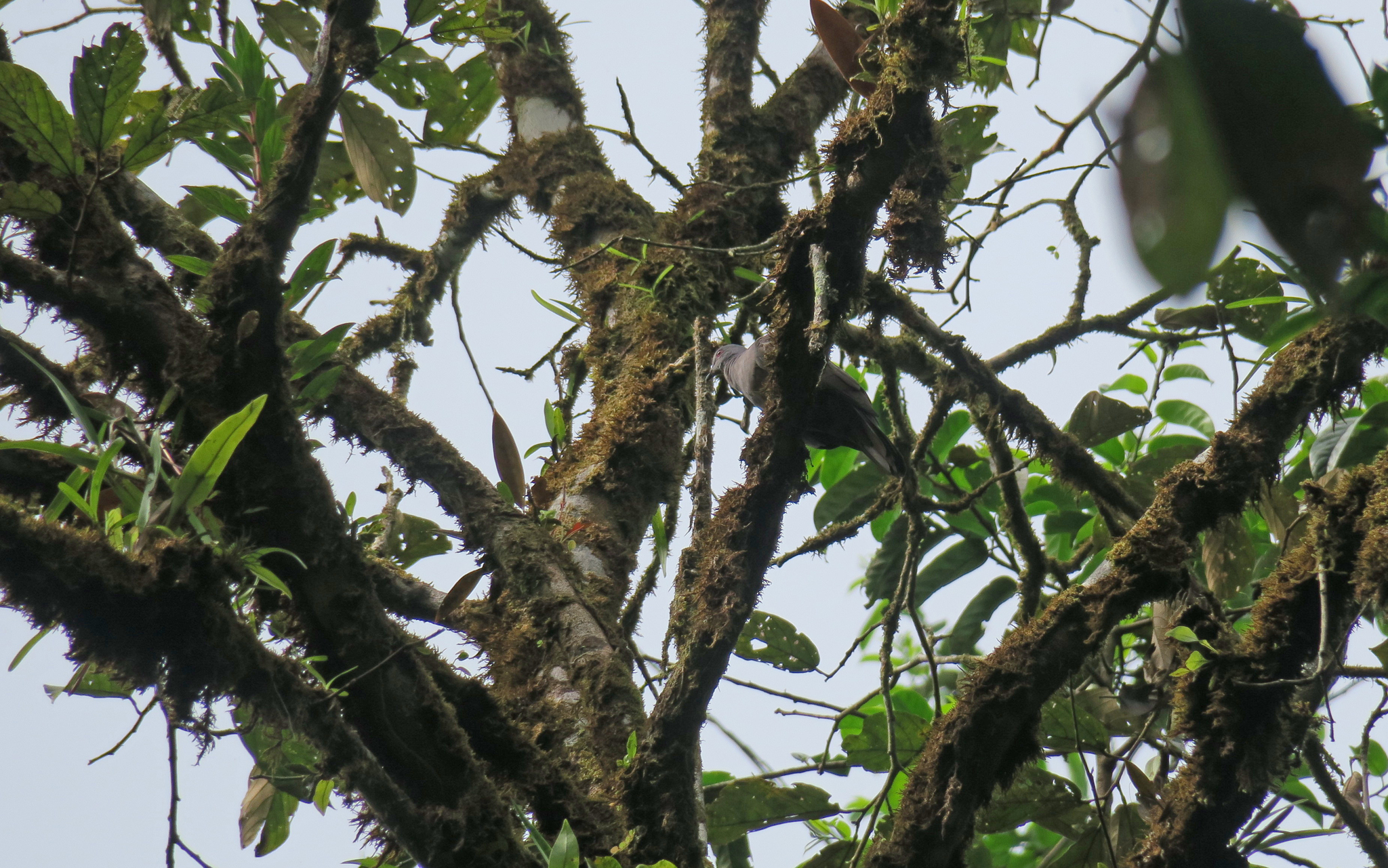 Dusky Pigeon (Patagioenas goodsoni), photo 3