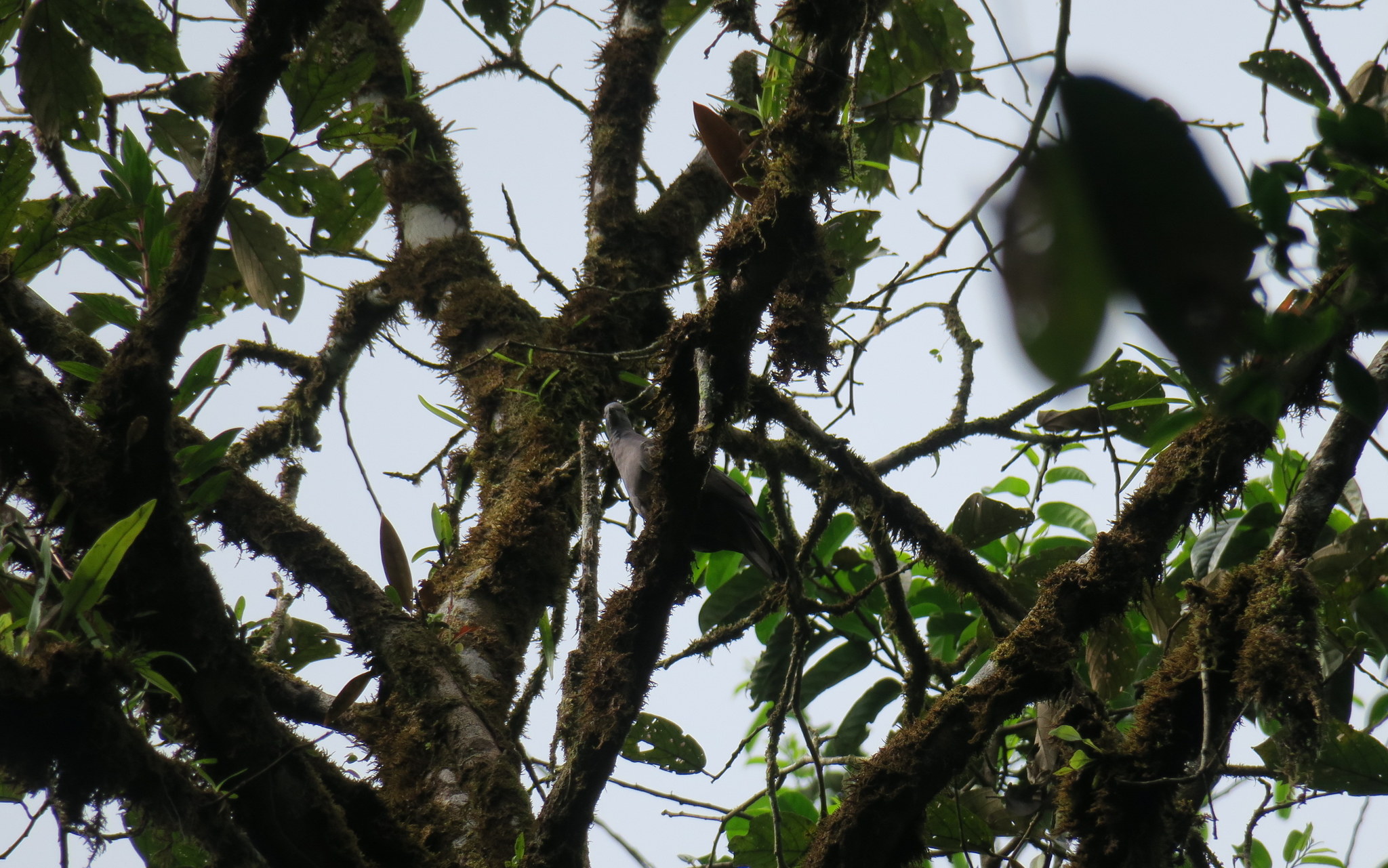 Dusky Pigeon (Patagioenas goodsoni), photo 4