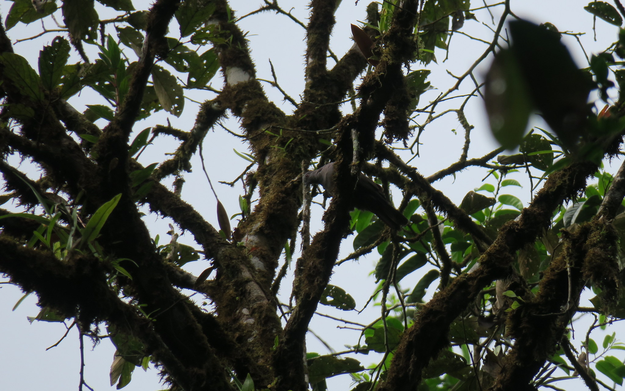 Dusky Pigeon (Patagioenas goodsoni), photo 6