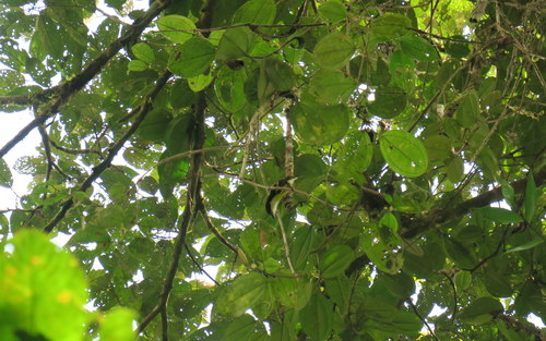 Five-colored Barbet (Capito quinticolor), photo 7