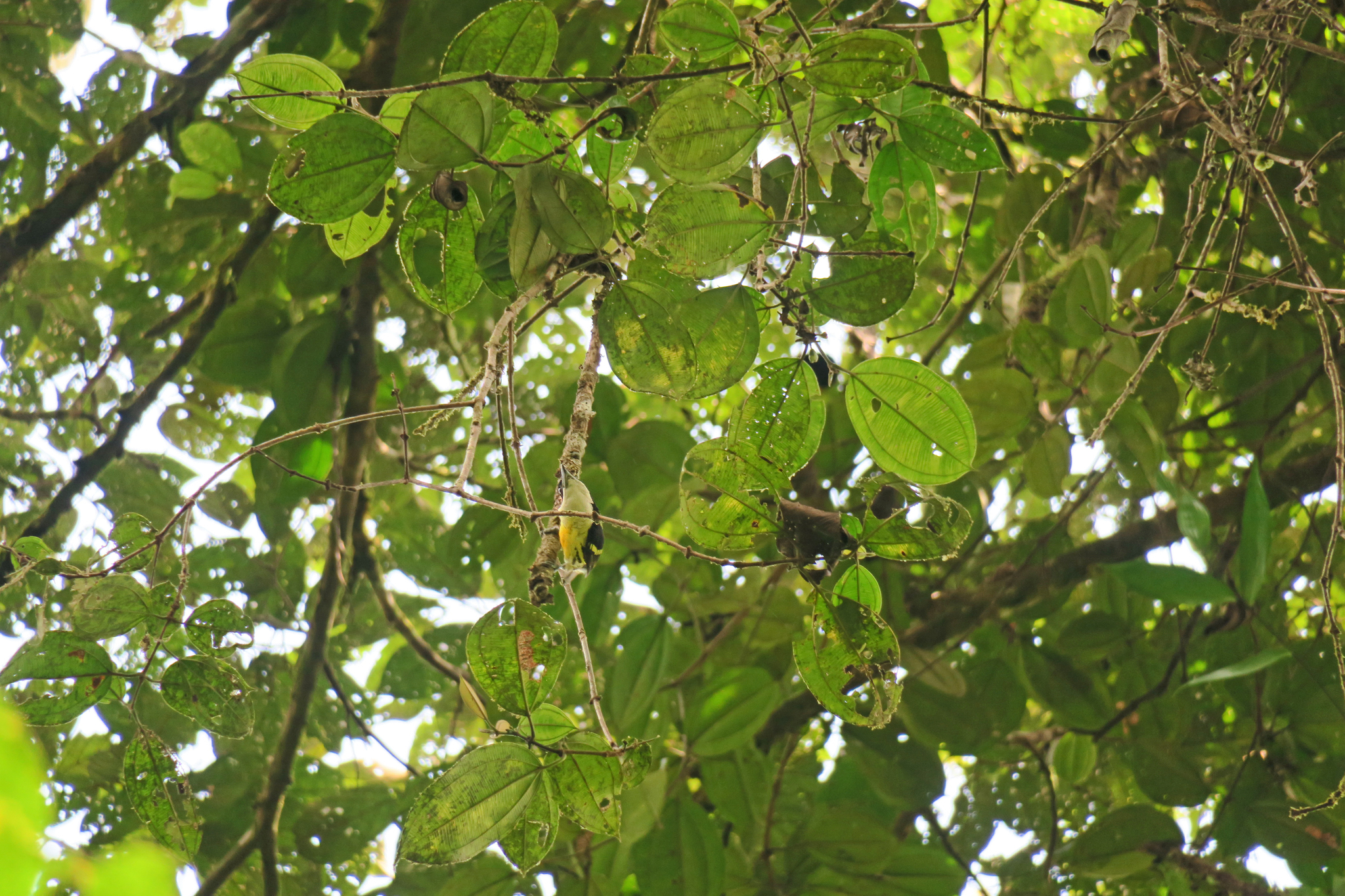 Five-colored Barbet (Capito quinticolor), photo 6