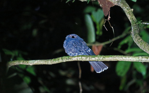 Choco Poorwill (Nyctiphrynus rosenbergi), photo 6
