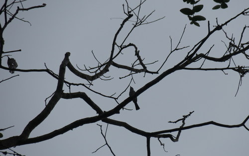 Choco Sirystes (Sirystes albogriseus), photo 4
