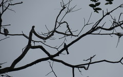 Sirystes albogriseus