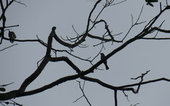 Sirystes albogriseus