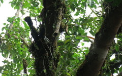 Sirystes albogriseus