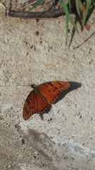 Dione vanillae