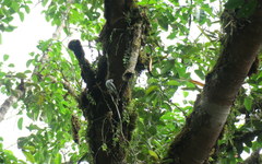 Sirystes albogriseus