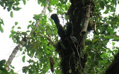 Sirystes albogriseus