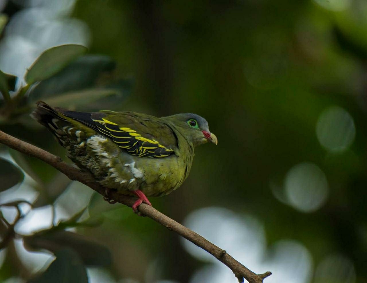 Ashy-headed Green Pigeon
