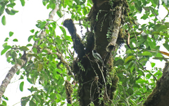 Sirystes albogriseus