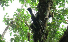 Sirystes albogriseus