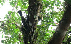 Sirystes albogriseus