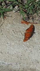 Dione vanillae
