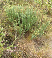 Phylica axillaris axillaris