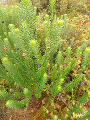 Phylica axillaris axillaris