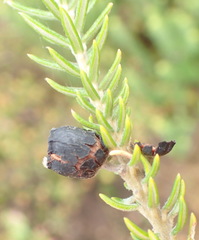 Phylica axillaris axillaris