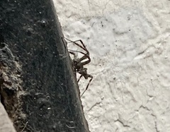 Araneae