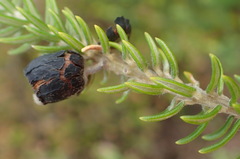 Phylica axillaris axillaris