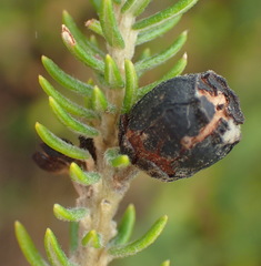 Phylica axillaris axillaris