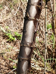 Heteromorpha arborescens