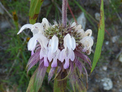Monarda citriodora austromontana