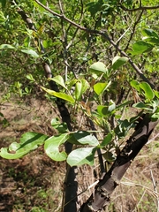 Heteromorpha arborescens