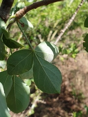 Heteromorpha arborescens