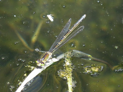 Ischnura denticollis