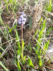Muscari parviflorum