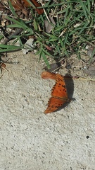 Dione vanillae