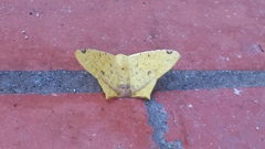 Nepheloleuca complicata