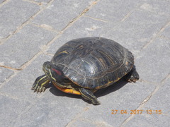 Trachemys scripta elegans