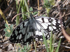 Melanargia ines