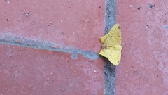 Nepheloleuca complicata