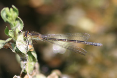 Ischnura denticollis