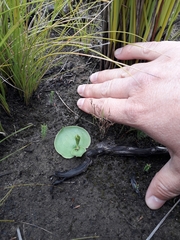 Habenaria lithophila