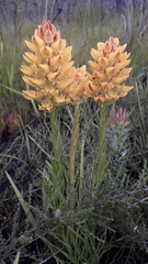 Ceratandra grandiflora