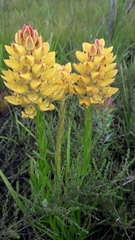 Ceratandra grandiflora