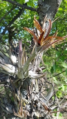 Tillandsia circinnatioides