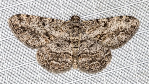 Psilosticha argillea