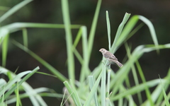 Sporophila telasco