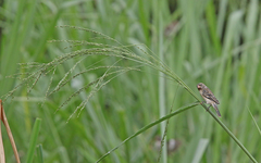Sporophila telasco