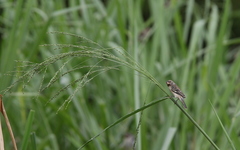 Sporophila telasco