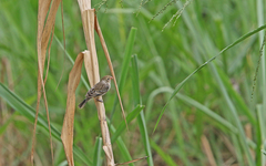 Sporophila telasco