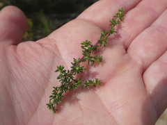 Aspalathus microlithica